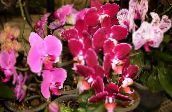 photo des fleurs en pot Phalaenopsis herbeux rose