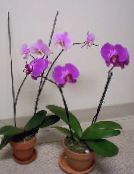 照片 盆花 蝴蝶兰 草本植物, Phalaenopsis 紫丁香