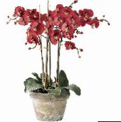 წითელი Phalaenopsis ბალახოვანი მცენარე