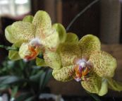 foto Krukblommor Phalaenopsis örtväxter gul