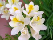 foto Podu Ziedi Frēzija zālaugu augs, Freesia balts