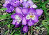 photo Pot Flowers Freesia herbaceous plant lilac