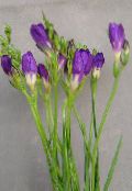 照片 盆花 鸢尾科 草本植物, Freesia 紫