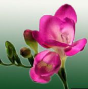 照片 盆花 鸢尾科 草本植物, Freesia 粉红色