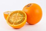 Asklepios-seeds® - 100 Semi di Solanum quitoense foto / EUR 4,99