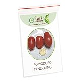 SemiGratis - 5 semi di Pomodoro Pendolino - pomodorino piennolo spunzillo pendolo foto / EUR 3,50