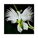 Semi di Raduga, AUTFIT Giapponese Egretta Bianca Piante di Orchidee Semi di Fiori per Bonsai, Giardino, Cortile （100pcs） foto / EUR 2,59