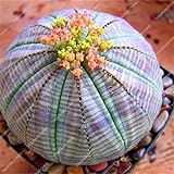 Pinkdose 50 pc Rare Piante grasse Arcobaleno Cactus Bonsai Pseudotruncatella Living Stone Rare Piante Catus Succulentas Giardino domestiche: Viola foto / 