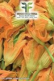 40 C.ca Semi Zucchino da fiori - Cucurbita Pepo In Confezione Originale Prodotto in Italia - Zucchine da fiore foto / EUR 7,40