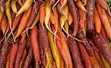 Mix di varieta multicolore di carote - NASTRO DI SEMI - 7 m di nastro di semi foto / 