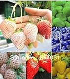 12 tipi fragola semi (rosso, blu, verde, giallo, bianco, nero) Seasons 12 confezioni 240pcs semi di frutta Bonsai fai da te foto / EUR 14,97