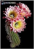 Pinkdose Benessere Piante Celestial - Cactus - pianta in Vaso Piante Anti-Radiazioni Famiglia 100 pc/Pacchetto: Violet foto / 