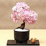 Sunlera 10pcs / bag cerasus semi in vaso bonsai Fiore Piante Semi per la casa le decorazioni del giardino foto / EUR 1,33