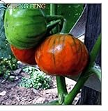 Pinkdose 50 Piante di melanzane Pomodoro raccoglierla Quando la Frutta Ã¨ trasformandosi da Verde a casa con Crema Orto Piante + Regalo di mistero: Borgogna foto / 