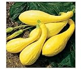 20 semi inizio estate Crookneck Zucchino estivo giallo dorato Heirloom Cream precoce foto / EUR 10,99