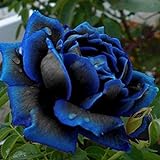 Ncient 20/50 Semi Sementi di Rosa Mezzanotte Blu Midnight Rose Semi di Fiori Rari Pianta Profumati per Orto Giardino Balcone Interni ed Esterni foto / EUR 2,99