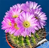 Pinkdose Grande promozione! Semillas de Flores 100 pc/Lotto Succulente Pietra Grezza Cactus Bonsai Gambi Tetragonia Fiori in Vaso carnoso, IKAO3W foto / 