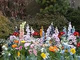 30 varietà e 2500 semi per giardino, parco, giardinaggio, tappeto di fiori foto / EUR 18,95