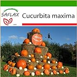 SAFLAX - Zucca gigante - 7 semi - Con substrato - Cucurbita maxima foto / EUR 4,45