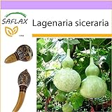 SAFLAX - zucca a bottiglia - 15 semi - Lagenaria siceraria foto / EUR 3,75