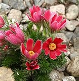 Semi di fiore di Pasqua rossa - Anemone pulsatilla foto / EUR 3,44