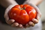 Semillas de tomate / Red jugosa gigante / aprox. 50 semillas / tomate gigante / semillas de hortalizas / autosuficiente foto / 4,49 €