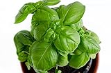 150 Genovese Basil Seeds for Planting - Heirloom Non-GMO USA Grown Premium Sweet Basil Seeds by RDR Seeds photo / $4.99 ($0.03 / Count)