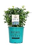 Bushel and Berry™ - Vaccinium Pink Icing (Blueberry) Edible-Shrub, , #2 - Size Container photo / $33.99