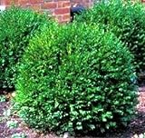 Green Gem Boxwood - Evergreen Stays 3ft with No Pruning - Live Plants in Gallon Pots by DAS Farms (No California) photo / $32.99