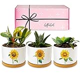 GIFTAGIRL Sunflower Décor Gifts - Pretty Sunflower Mothers Day or Birthday Gifts, Like Our Super Cute Pots are Unique Gifts for Sunflower Lovers for any Occasion and Arrive Beautifully Gift Boxed photo / $29.99