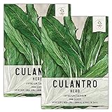 Seed Needs, Culantro Seeds for Planting (Eryngium foetidum) Twin Pack of 300 Seeds Each Non-GMO - NOT Cilantro Seeds photo / $8.85 ($0.03 / Count)