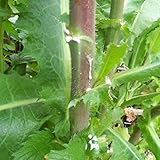 Wild Lettuce Seeds (Lactuca virosa) Packet of 50 Seeds photo / $7.97 ($0.16 / Count)