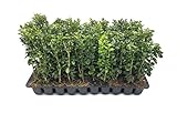 Green Mountain Boxwood - 10 Live Plants - Buxus - Fast Growing Cold Hardy Formal Evergreen Shrub photo / $54.98