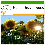 SAFLAX - Girasol Titan - 20 semillas - Con sustrato estéril para cultivo - Helianthus annuus foto / 4,45 €