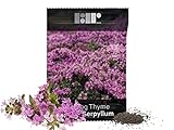 1,000 Creeping Thyme Seeds for Planting - Heirloom Non-GMO Ground Cover Seeds - AKA Breckland Thyme, Mother of Thyme, Wild Thyme, Thymus Serpyllum - Purple Flowers photo / $6.49 ($0.01 / Count)