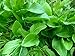 photo 400+ French Sorrel Seeds- Heirloom Lettuce Herb- by Ohio Heirloom Seeds