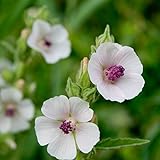 Outsidepride Marsh Mallow Herb Plant Seed - 1000 Seeds photo / $6.49 ($0.01 / Count)
