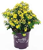 First Editions - Hypericum inodorum Red Star (St. Johns Wort) Shrub, red fruit, #2 - Size Container photo / $32.99