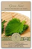 Gaea's Blessing Seeds - Green Shiso Seeds (Perilla), Heirloom Non-GMO Seeds with Easy to Follow Planting Instructions, Kaori Ao Shiso, Open-Pollinated, 94% Germination Rate photo / $5.99