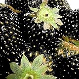 Schwarz Erdbeere Samen, 100Pcs Erdbeeresamen Nahrhafte reich Vitamin Multi-Color Non-GMO Obst Pflanzgut für Ideal im Freien Gartenarbeit Geschenk foto / 0,01 €