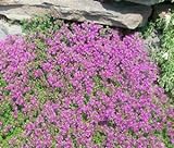 Thyme Creeping Thyme Bulk 15,000 Seeds Great Garden Herb by Seed Kingdom photo / $17.95