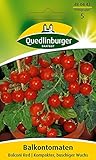 Quedlinburger Tomate 'Balconi Red', 1 Tüte Samen foto / 3,19 € (0,13 € / stück)
