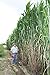 photo Elephant Grass Seeds - 100 Seeds - Tallest Grass in The World - Ships from Iowa, Made in USA