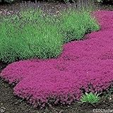 1000 Creeping Thyme Seeds - Thymus Serpyllum- Perennial Ground Cover photo / $9.90 ($0.01 / Count)