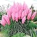 photo Giant Pink Pampas Grass Seeds - 500 Seeds - Ships from Iowa, Made in USA - Ornamental Landscape Grass or Privacy Plant