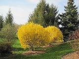 Lynwood Gold Forsythia Bush - Yellow Flowering Shrub - Live Plants Shipped 2 Feet Tall by DAS Farms (No California) photo / $44.95