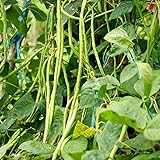 30 unids semillas de frijoles largos, deliciosa planta nutritiva de la granja de jardín para el hogar para la plantación del jardín del jardín al aire libre 1 Semillas de frijoles largos foto / 3,97 €
