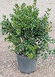 Dwarf Burford Holly (2.4 Gallon) Compact Evergreen Shrub with Glossy Green Foliage - Full Sun Live Outdoor Plant… photo / $45.47
