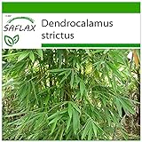 SAFLAX - Bambú de Calcuta - 50 semillas - Con sustrato estéril para cultivo - Dendrocalamus strictus foto / 4,45 €