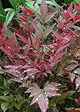 Southern Living Plant Collection Obsession Nandina (2.5 Quart) Multicolor Evergreen Shrub with Brilliant Red New Foliage - Full Sun to Part Shade Live Outdoor Plant photo / $21.50